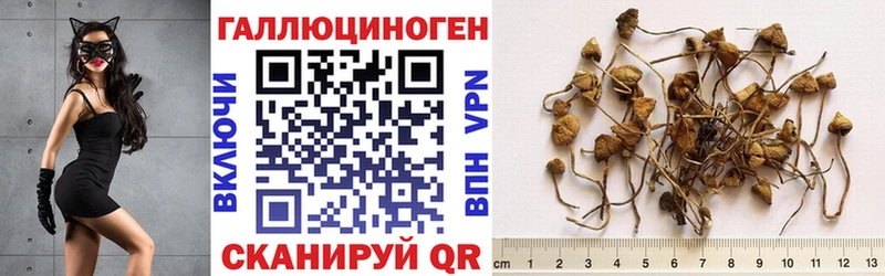 мориарти клад  Гудермес  Псилоцибиновые грибы Psilocybine cubensis 