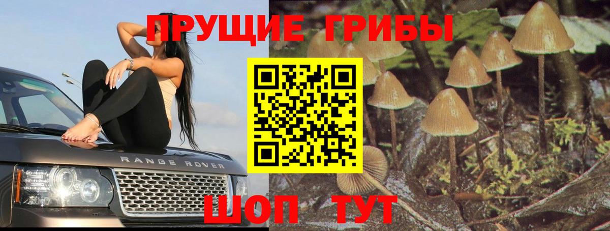 Галлюциногенные грибы прущие грибы Гудермес